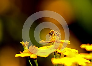 Bee and flower