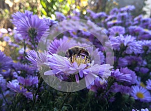 Bee and flower