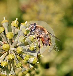 Bee on flower