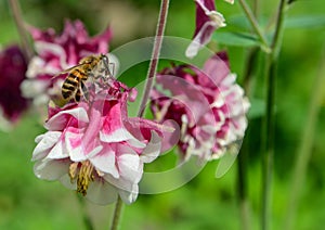 Bee on flower