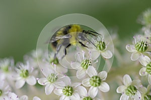 Bee in a flower