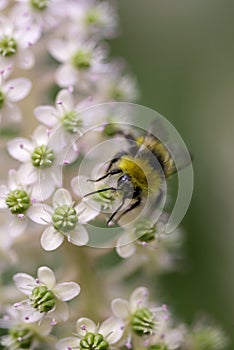 Bee in a flower