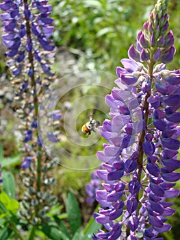 Bee on Flower