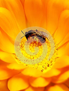Miel de abeja en flor 