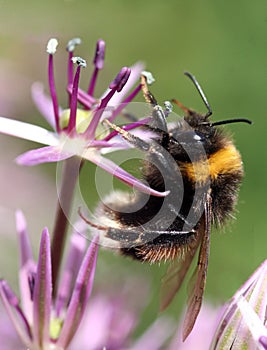 Bee on a flower
