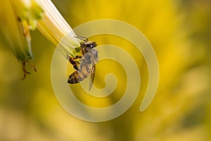 Bee and flower