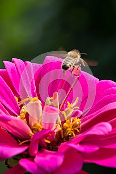 Bee on flower