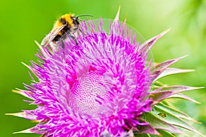 Bee on a flower