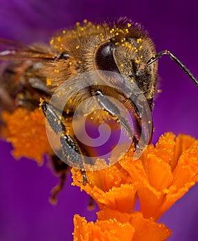 Bee in flower