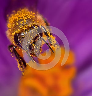 Bee in flower