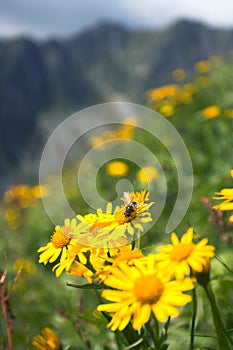 A Bee on the Flower