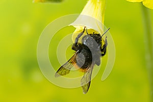 Bee on flower