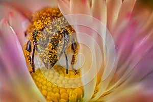 Bee in flower