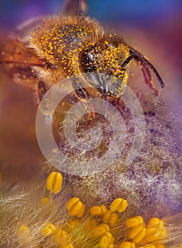 Bee in flower