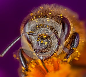 Bee in flower