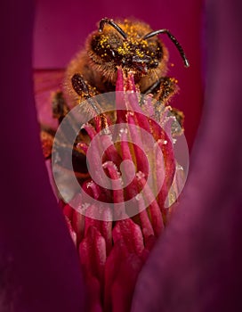 Bee in flower