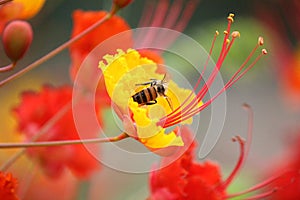 Bee on Flower