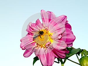 Miel de abeja sobre el flor 