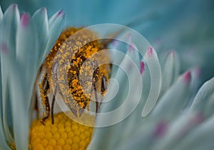 Bee in flower