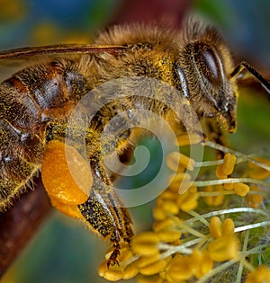 Bee in flower