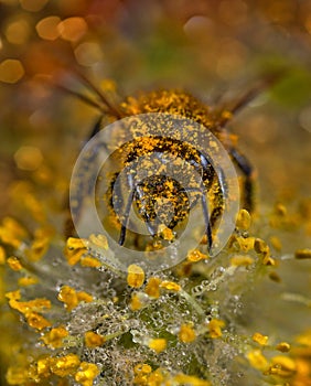 Bee in flower