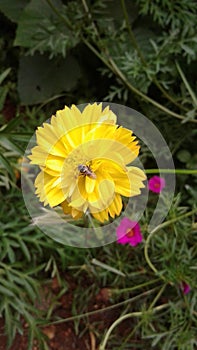 Bee in a flower