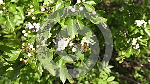 Bee on the flower