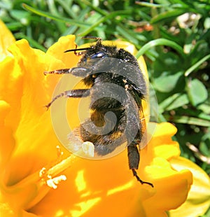 Bee on flower