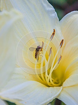 Bee on flower