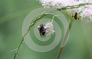 bee flower against blurry background