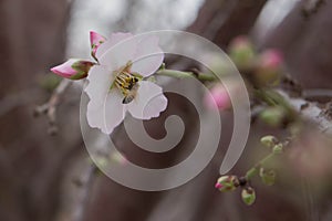 Bee in flower Almond blossom close up background early spring blooming
