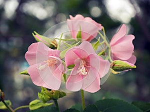 Bee in flower bee amazing,honey bee pollinated of pink flower