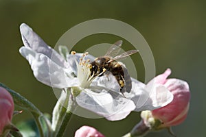 Bee on a flower apple tree in spring garden