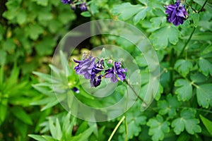 Bee on a flower Aquilegia alpina purple in May in the garden. Berlin, Germany