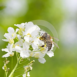 The bee Apis mellifera works on the flower Horseradish Armoracia rusticana.