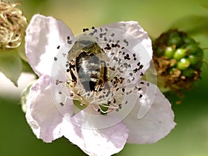 Bee on flower of a blackberry