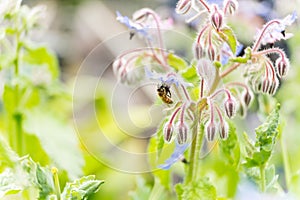 Bee on a flower of borago officinalis, also a starflower, is an annual herb in the flowering plant family Boraginaceae