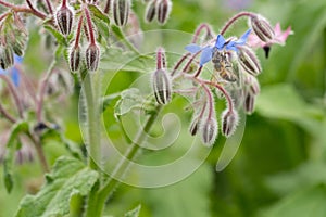 Bee on a flower of borago officinalis, also a starflower, is an annual herb in the flowering plant family Boraginaceae