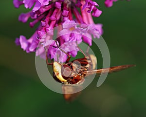 Bee on flower Buddleja davidii