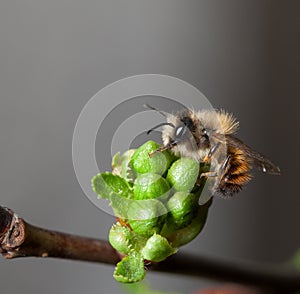 Bee on flower burgeon of cherry tree