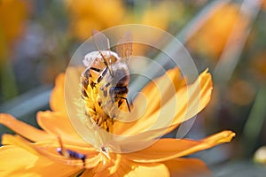 Bee and flower5