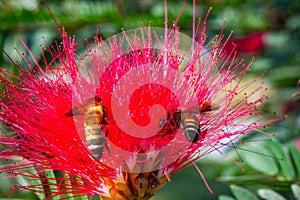 Bee and flower. Close up of a large striped bee collecting honey on a Red flower