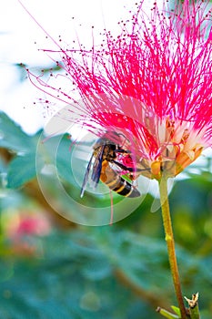 Bee and flower. Close up of a large striped bee collecting honey on a Red flower