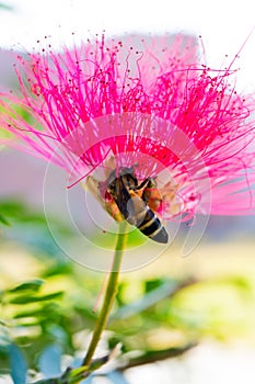 Bee and flower. Close up of a large striped bee collecting honey on a Red flower