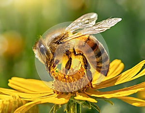 Bee and flower. Close up of a large striped bee collects honey on a flower on a Sunny bright
