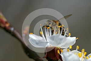 Bee on a flower, close-up