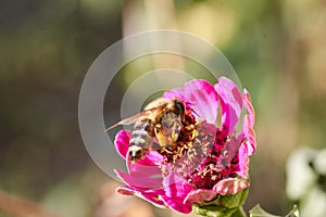 Bee on flower collecting nectar. Honey bee on red flower