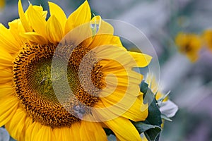 Bee on flower collecting nectar. Honey bee on sunflower