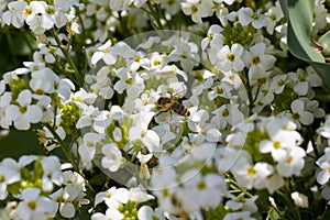 Bee on flower collecting nectar. Honey bee on the white flower
