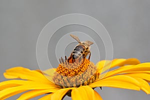 Bee on flower collecting nectar. Honey bee on yellow diasy